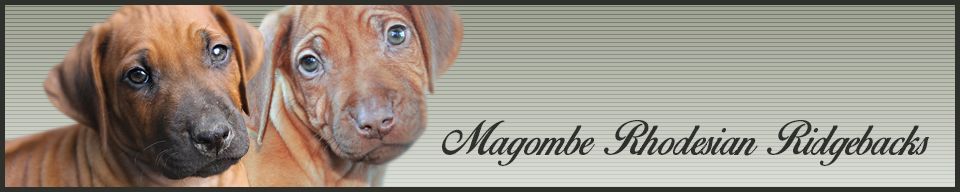 Magombe Rhodesian Ridgebacks